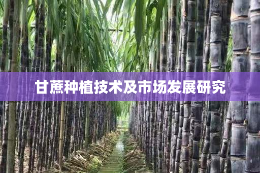 甘蔗种植技术及市场发展研究