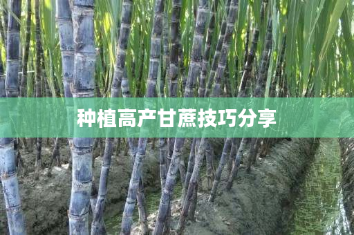 种植高产甘蔗技巧分享