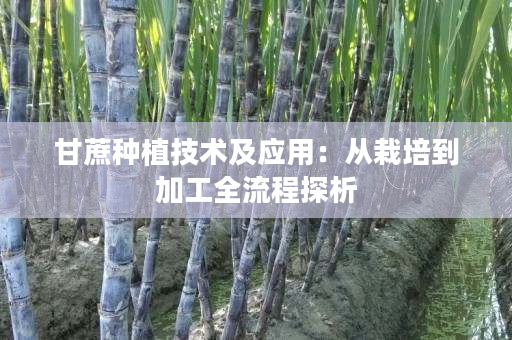 甘蔗种植技术及应用：从栽培到加工全流程探析