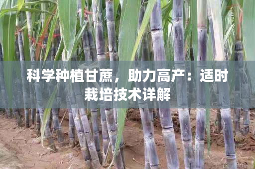 科学种植甘蔗，助力高产：适时栽培技术详解