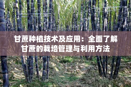 甘蔗种植技术及应用：全面了解甘蔗的栽培管理与利用方法