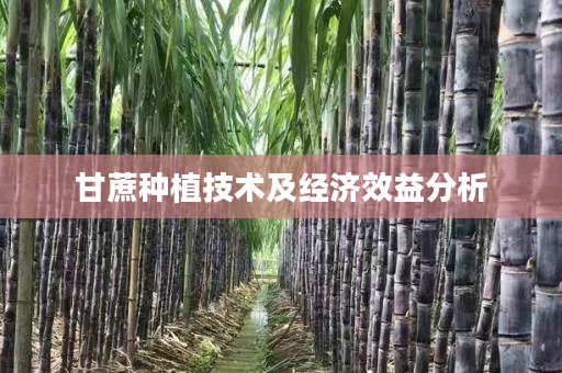 甘蔗种植技术及经济效益分析