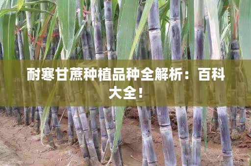 耐寒甘蔗种植品种全解析：百科大全！