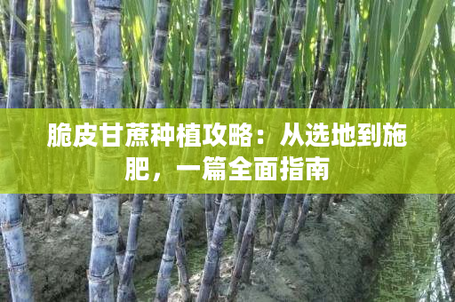 脆皮甘蔗种植攻略：从选地到施肥，一篇全面指南