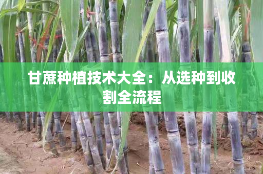 甘蔗种植技术大全：从选种到收割全流程