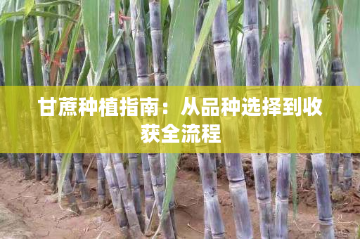 甘蔗种植指南：从品种选择到收获全流程