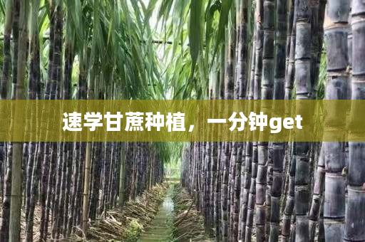 速学甘蔗种植，一分钟get