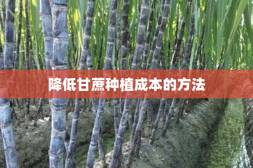 降低甘蔗种植成本的方法