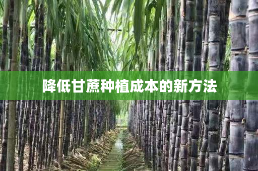 降低甘蔗种植成本的新方法