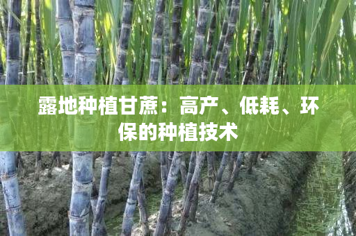 露地种植甘蔗：高产、低耗、环保的种植技术