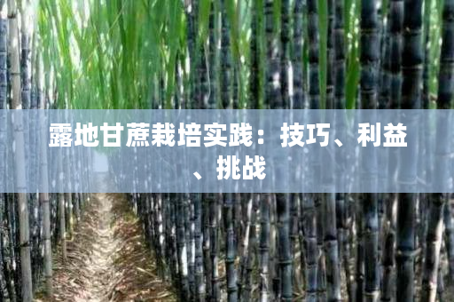 露地甘蔗栽培实践：技巧、利益、挑战