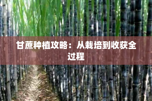 甘蔗种植攻略：从栽培到收获全过程