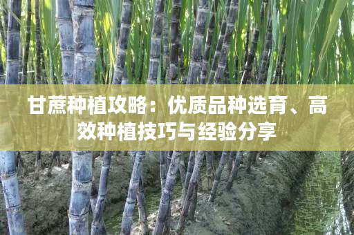 甘蔗种植攻略：优质品种选育、高效种植技巧与经验分享