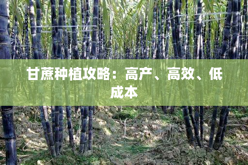 甘蔗种植攻略：高产、高效、低成本