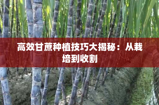 高效甘蔗种植技巧大揭秘：从栽培到收割