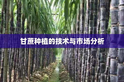 甘蔗种植的技术与市场分析