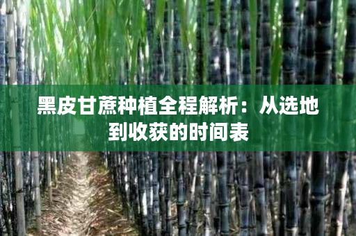 黑皮甘蔗种植全程解析：从选地到收获的时间表