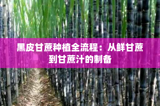 黑皮甘蔗种植全流程：从鲜甘蔗到甘蔗汁的制备