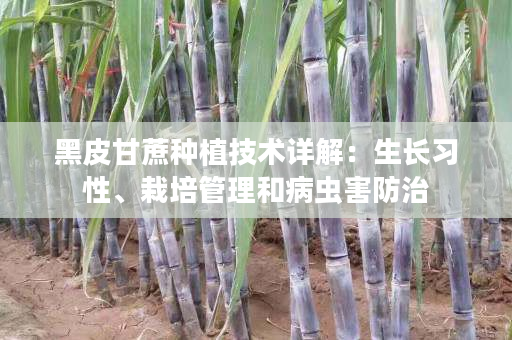 黑皮甘蔗种植技术详解：生长习性、栽培管理和病虫害防治