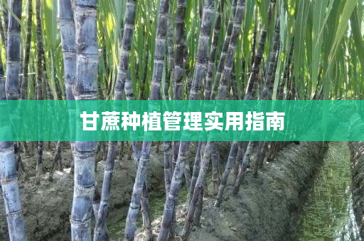 甘蔗种植管理实用指南