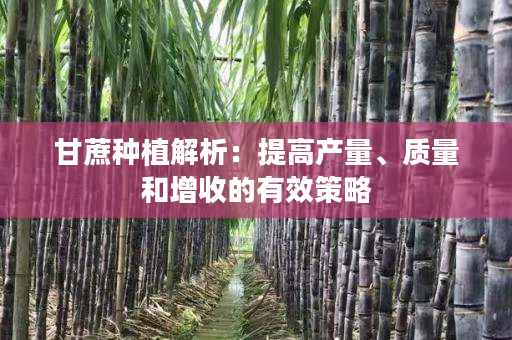 甘蔗种植解析：提高产量、质量和增收的有效策略