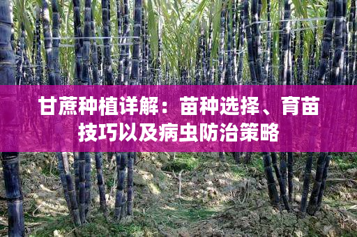 甘蔗种植详解：苗种选择、育苗技巧以及病虫防治策略