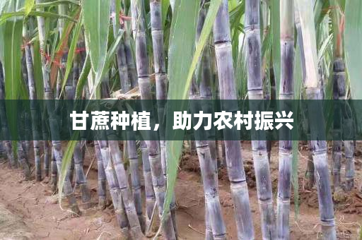 甘蔗种植，助力农村振兴