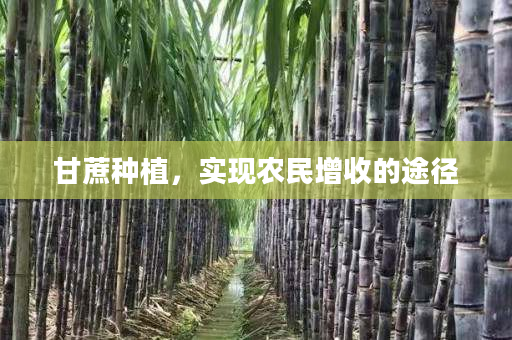 甘蔗种植，实现农民增收的途径