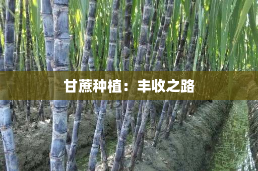 甘蔗种植：丰收之路