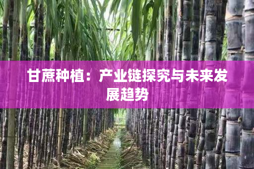 甘蔗种植：产业链探究与未来发展趋势