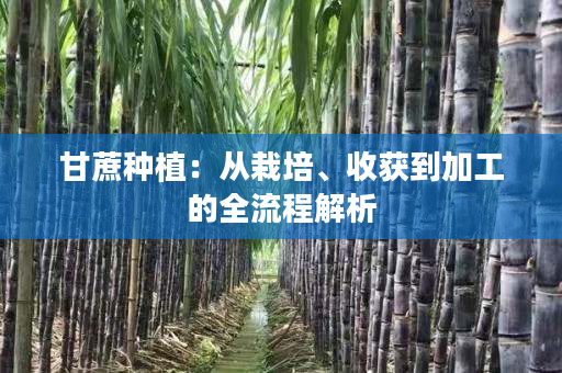 甘蔗种植：从栽培、收获到加工的全流程解析