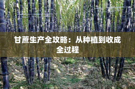 甘蔗生产全攻略：从种植到收成全过程