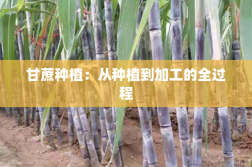 甘蔗种植：从种植到加工的全过程