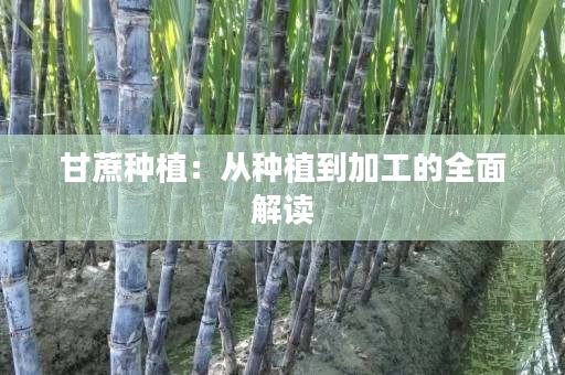 甘蔗种植：从种植到加工的全面解读