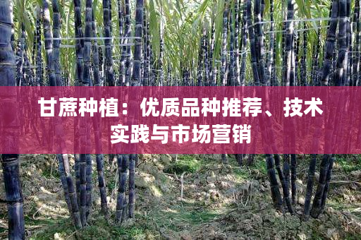 甘蔗种植：优质品种推荐、技术实践与市场营销