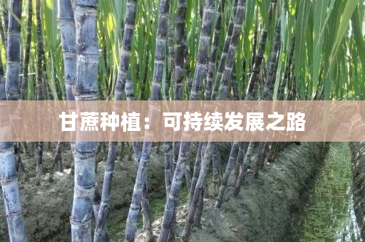 甘蔗种植：可持续发展之路