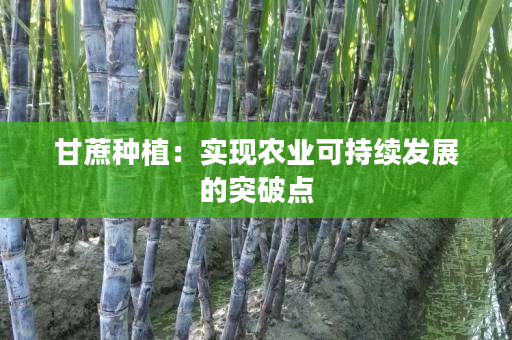 甘蔗种植：实现农业可持续发展的突破点