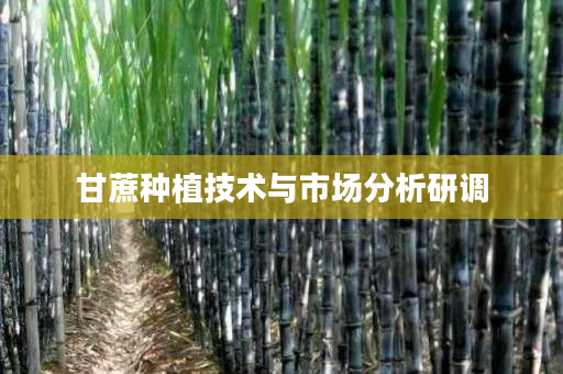 甘蔗种植技术与市场分析研调