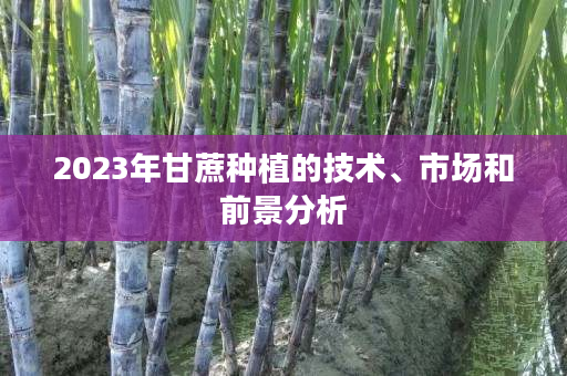 2023年甘蔗种植的技术、市场和前景分析