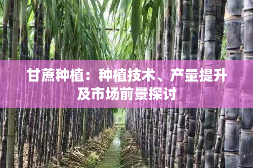 甘蔗种植：种植技术、产量提升及市场前景探讨