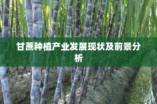 甘蔗种植产业发展现状及前景分析