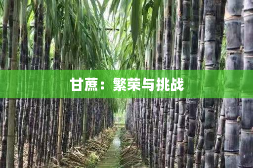 甘蔗：繁荣与挑战