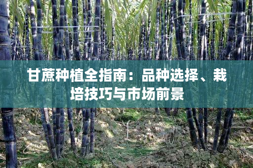 甘蔗种植全指南：品种选择、栽培技巧与市场前景