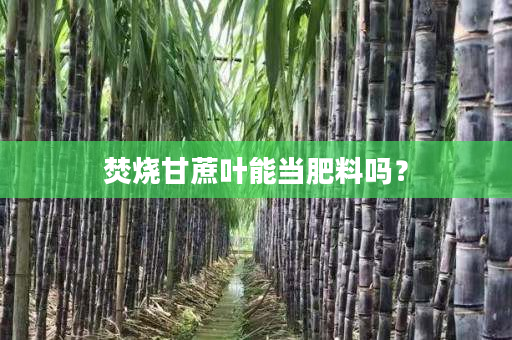 焚烧甘蔗叶能当肥料吗？