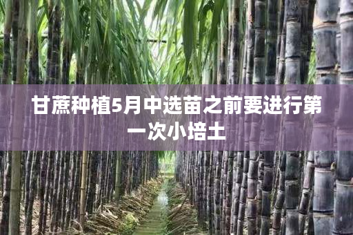 甘蔗种植5月中选苗之前要进行第一次小培土