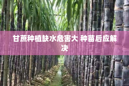 甘蔗种植缺水危害大 种苗后应解决