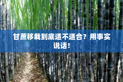 甘蔗移栽到底适不适合？用事实说话！