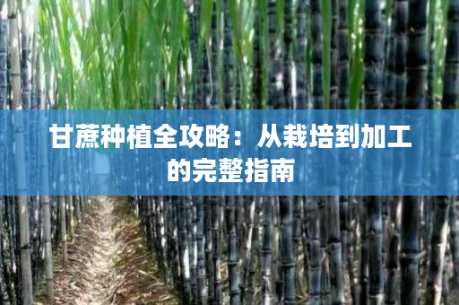 甘蔗种植全攻略：从栽培到加工的完整指南