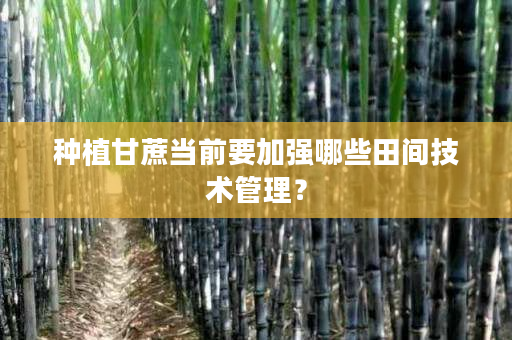 种植甘蔗当前要加强哪些田间技术管理？