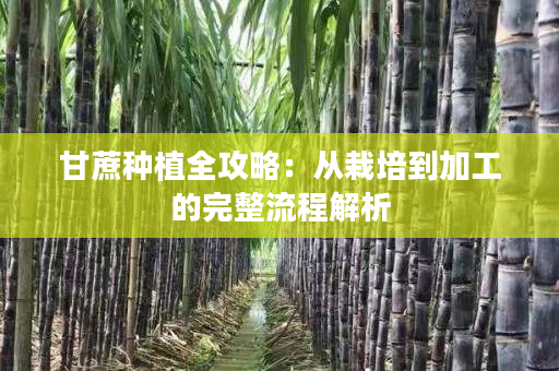 甘蔗种植全攻略：从栽培到加工的完整流程解析